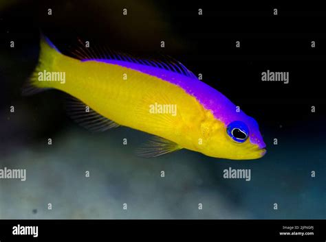 Dottyback .